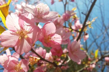 ようしゅんナチュールの桜